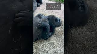 Still Nursing. Switching Sides.