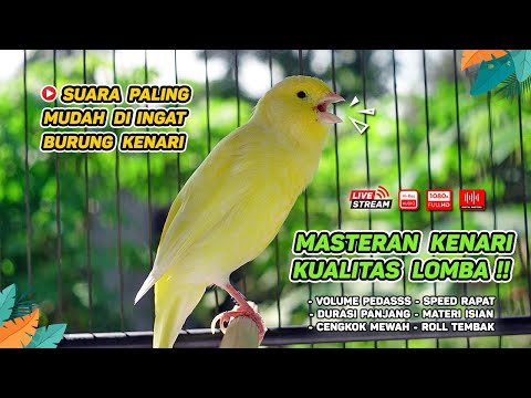MASTERAN KENARI PAUD DURASI PANJANG, COCOK BUAT PANCINGAN KENARI PAUD BELAJAR BUNYI