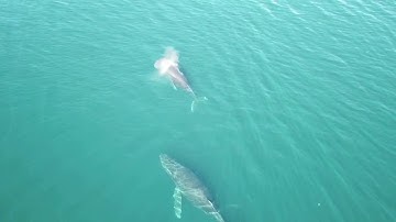 Humpback Whales on Vancouver Island, Shot by Drone (DJI Mavic Pro).