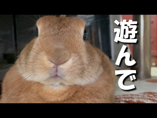 ウサギがてんかんの発作を起こしたので病院へ行ってきました 我が家の ふく うさぎ ウサギがてんかんの発作を起こしたので病院へ行ってきました 我が家の ふく うさぎ