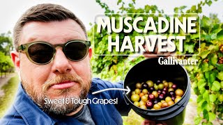 Why Muscadine Grapes Are Unlike Any Other in America - Spring Garden Vineyard