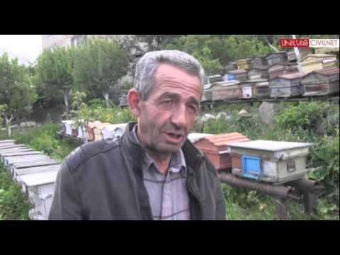 Video: Մեղր ճակատ