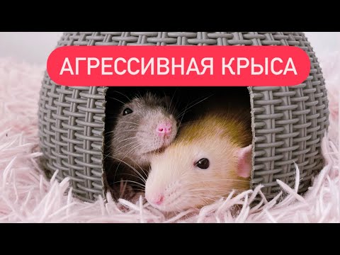 Крыса кусает других крыс 🐀