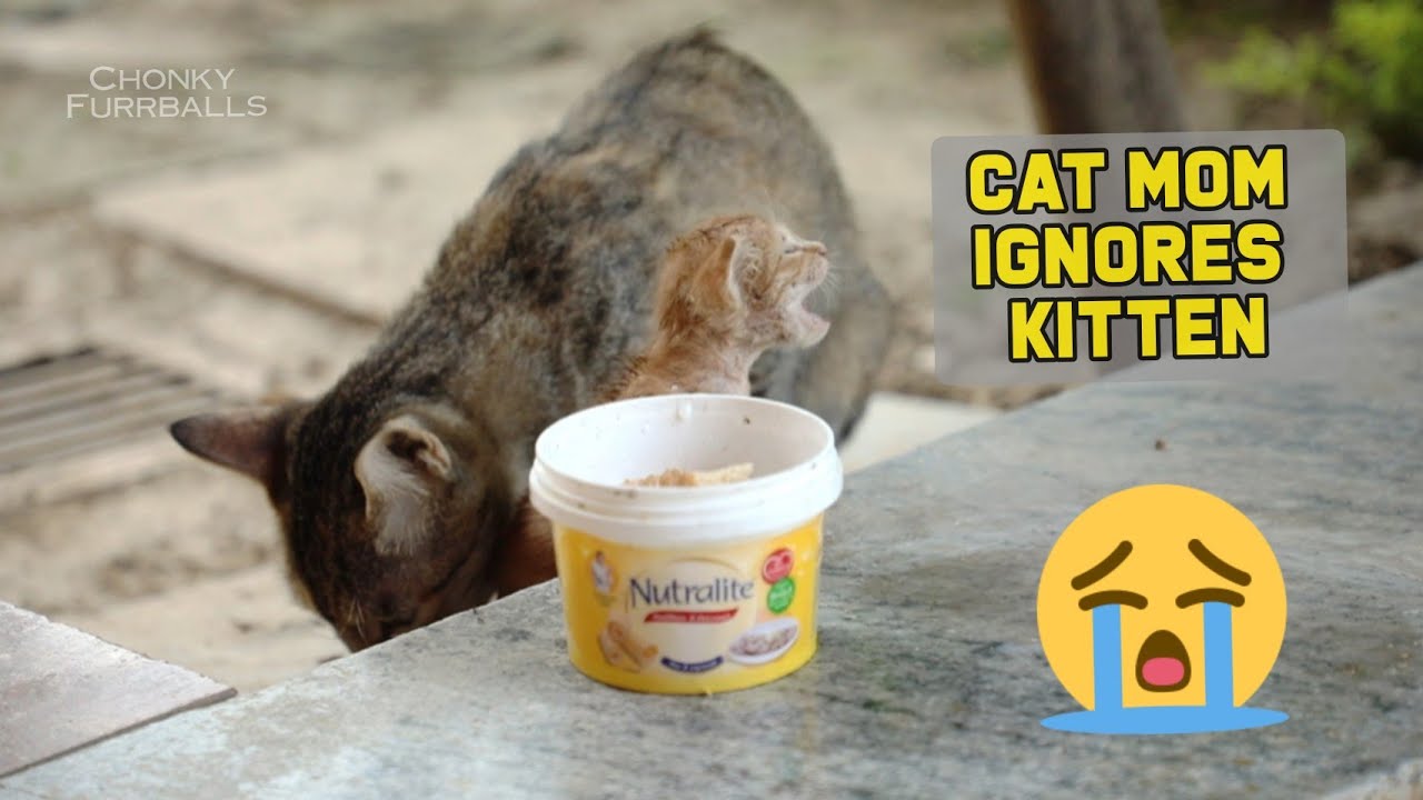 Injured Cat mom neglects her kitten