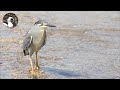 【野鳥観察】ササゴイ、コアジサシ、シギたちも!初夏の水辺でバードウォッチング! Vlog73