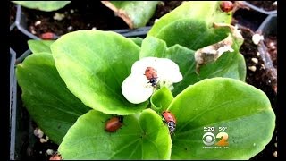 Queens Greenhouse Provides Plants, Flowers To The City
