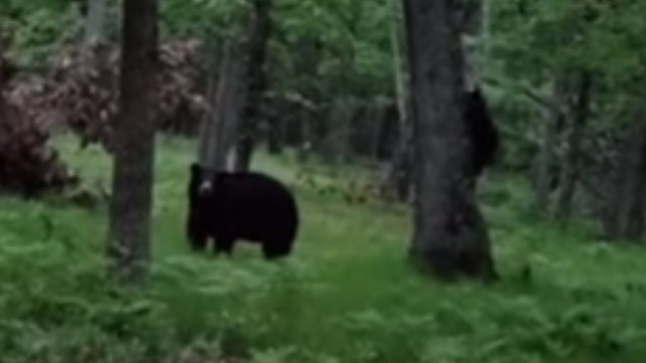 amazing animals youtube Mama bear and cubs climb down backyard tree