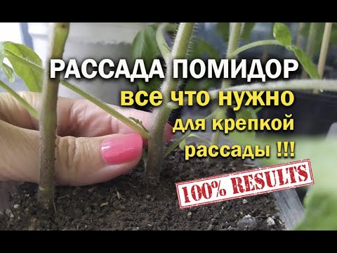 рассада помидор в теплице. лунный календарь на 2022 для посадки семян помидор. высаживание помидоров в теплице. когда высаживать помидоры на рассаду в 2024. календарь высадки рассады на 2022.