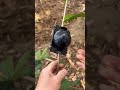 Grafting Gadget Tool | Fast and Easy Plant Grafting Solution #shorts