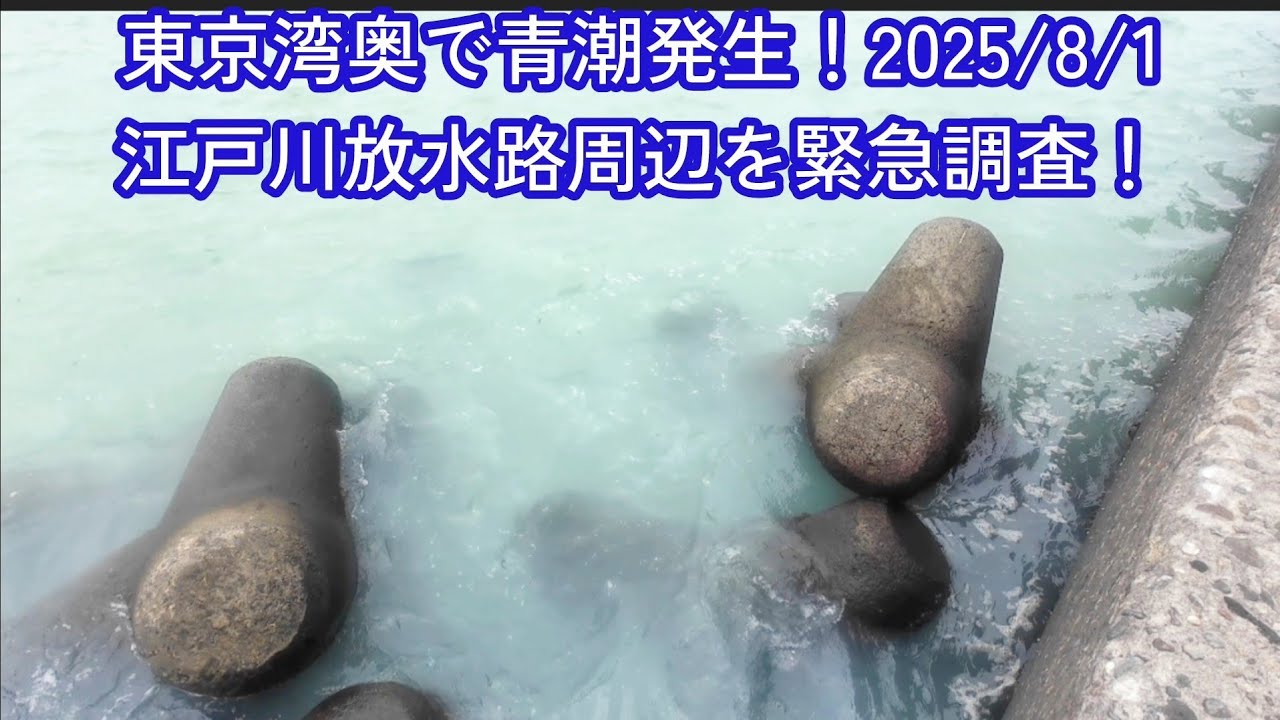 東京湾奥で青潮が発生！(2025/8/1)今回はヤバすぎる！😭海がエメラルドグリーンに染まっていく…😩