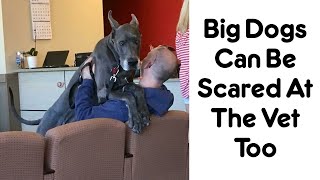 Dogs Who Don’t Understand How Big They Are