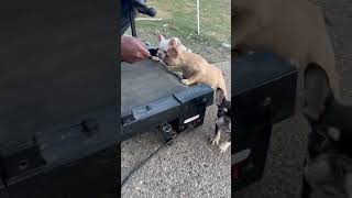 Treadmill and frenchie