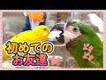 15歳で初めてのお友達が出来たインコ。