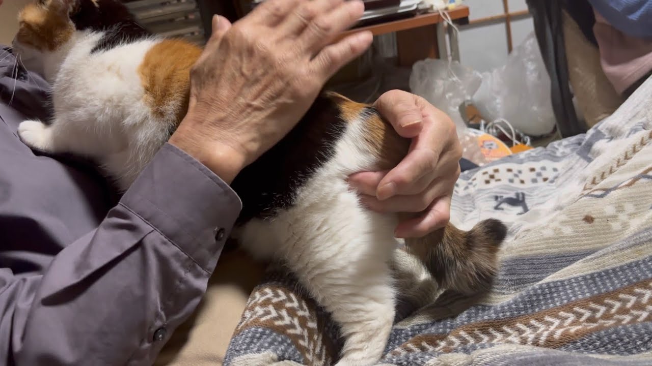 三毛猫】父に捕まったミケ（2025年3月17日） - YouTube