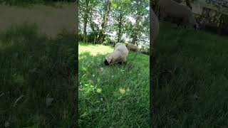Sheep Along Hadrians Wall Path