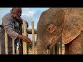 Morning TLC with a baby elephant & her friends: Stavros, Adine, Lammie & Nungu 💕🐘🐑
