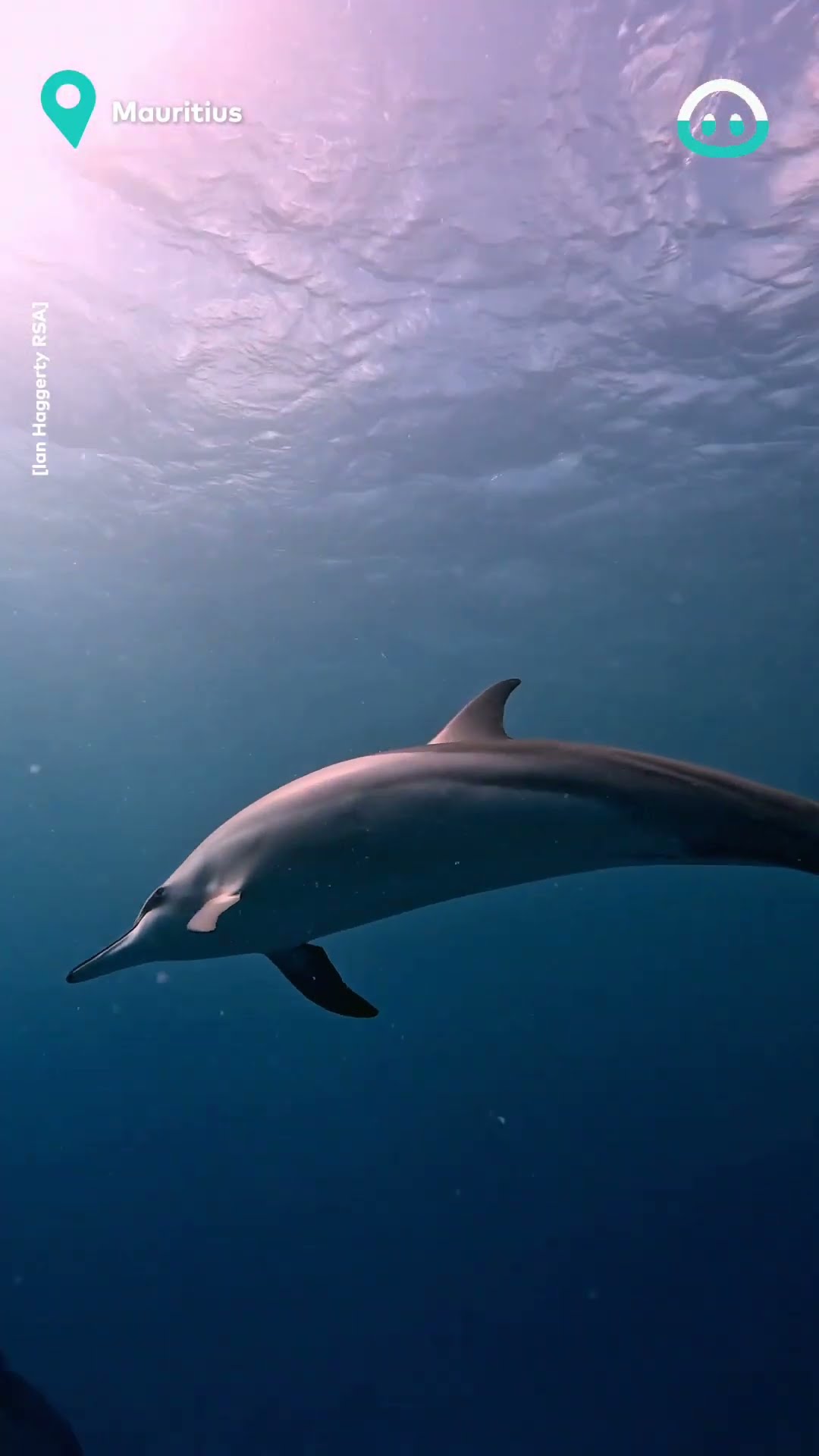 Incredible Dolphin Encounter || ViralHog