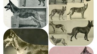 German shepherd dog history | short history #germanshepherd #100percentpets #history by 100 PERCENT PETS 3 views 1 year ago 1 minute, 23 seconds