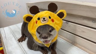 Giraffe Otter　＃Shorts