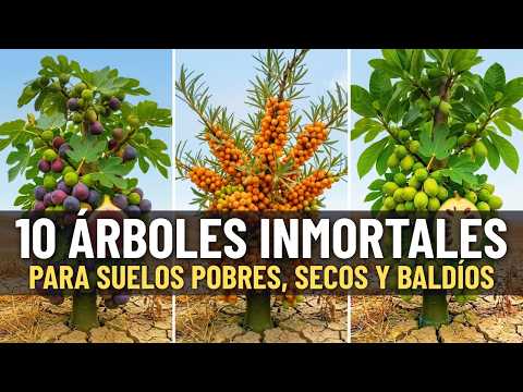 10 Árboles Frutales Que Crecen En Suelos Pobres (Y Que Nadie Planta)