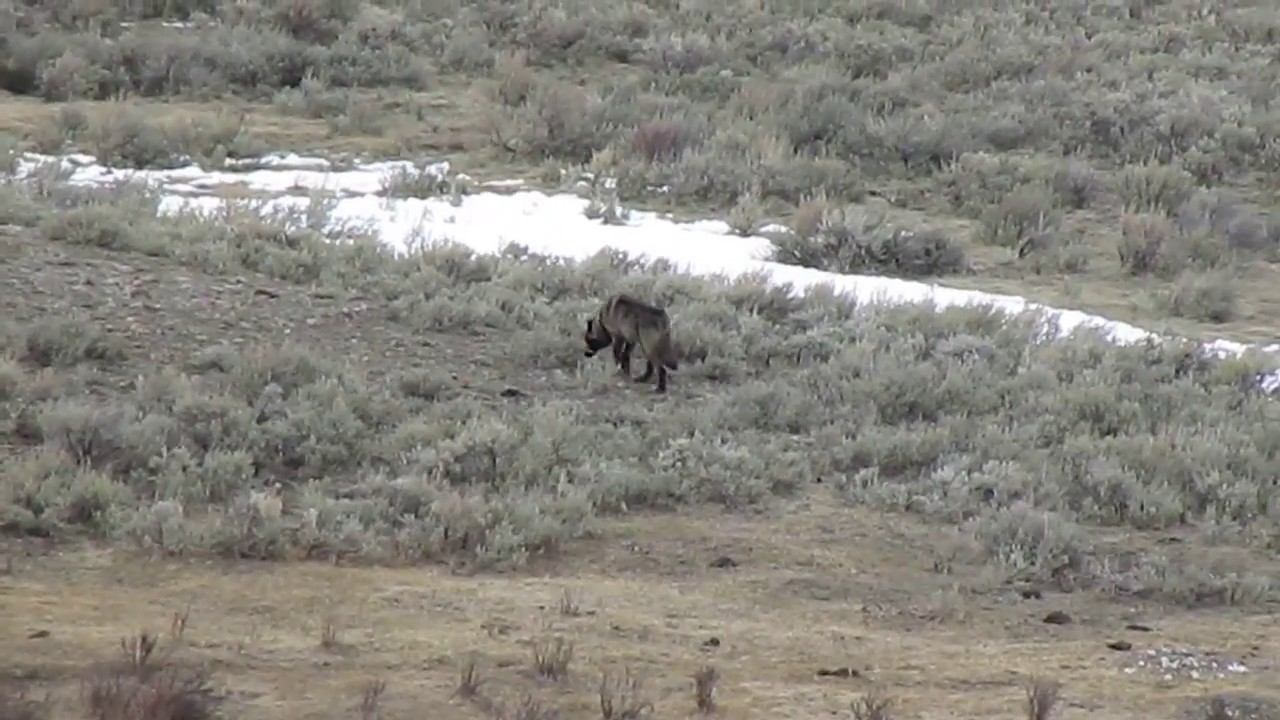 Black Wolf in Yellowstone National Park YouTube