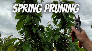 Cherries spring pruning Carmen on KGB system Profile
