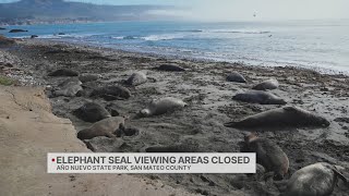 Elephant seal illnesses at Año Nuevo State Park halts tours