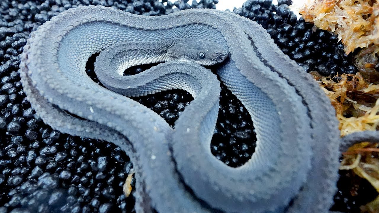 Feeding a dragon snake for the first time, a rare snake that is