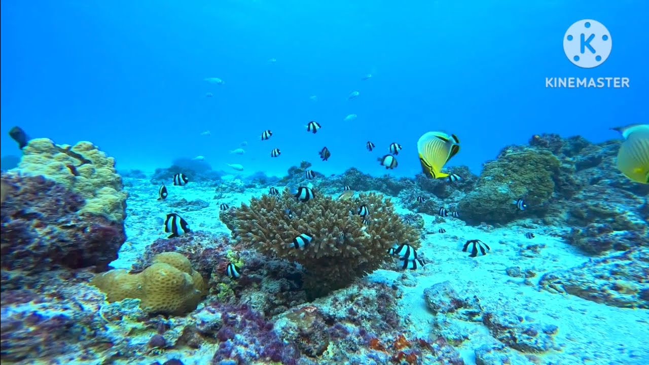 Explore the Hidden Wonder of Coral Reefs: Schools of Damselfish and Diverse Species