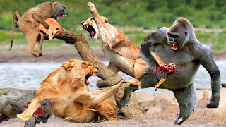 Lion  Vs Monkey_ Monkey Was Surrounded And Tortured To Death By Lion Family For Killing Their Cub