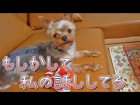 【ヨークシャテリア】自分の話しをされているのに気付いたヨークシャテリア【Yorkshire Terrier】