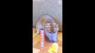 【ひよこのオモチャと出会った子猫ちゃん！】その結果…♡