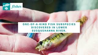 One-of-a-kind fish subspecies discovered in lower Susquehanna River