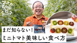 直売所直伝ミニトマトレシピ 5分でできる簡単 美味しいレシピ2品 畑ツアーで初めて知った ミニトマトは黄色のほうが 朝採れ野菜 Youtube