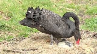 Aaahh wat un skattie (Cygnus atratus)1
