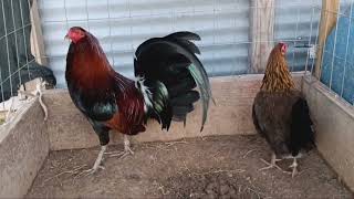 gallo hatch puro