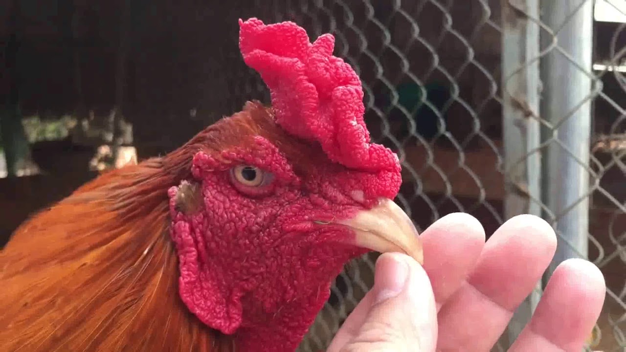 DÀN CỌP NỌC KHỦNG CỦA MÍT TRÀ CÚ  VIP VIP VIP THOMO 999| fighting cock farm thomo 999