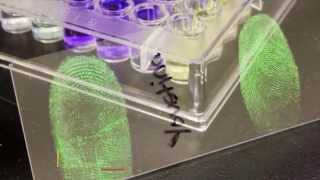 Fingerprint Can Identify Gender: Study