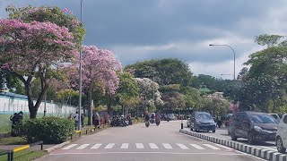 MUKAKUNING PENUH ORANG Yang Menikmati Bunga Sakura Batam • Tabebuya Viral Batamindo Industrial Park