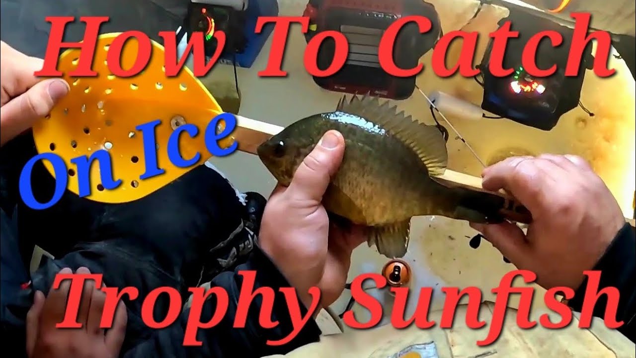 How To Catch Trophy Bluegill And Redears Ice Fishing