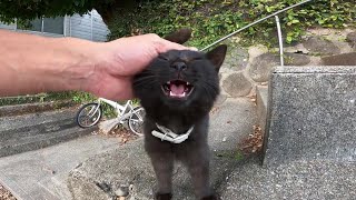 階段にキジ白猫がいたのでナデナデしたら子猫の黒猫もモフられにやってきた