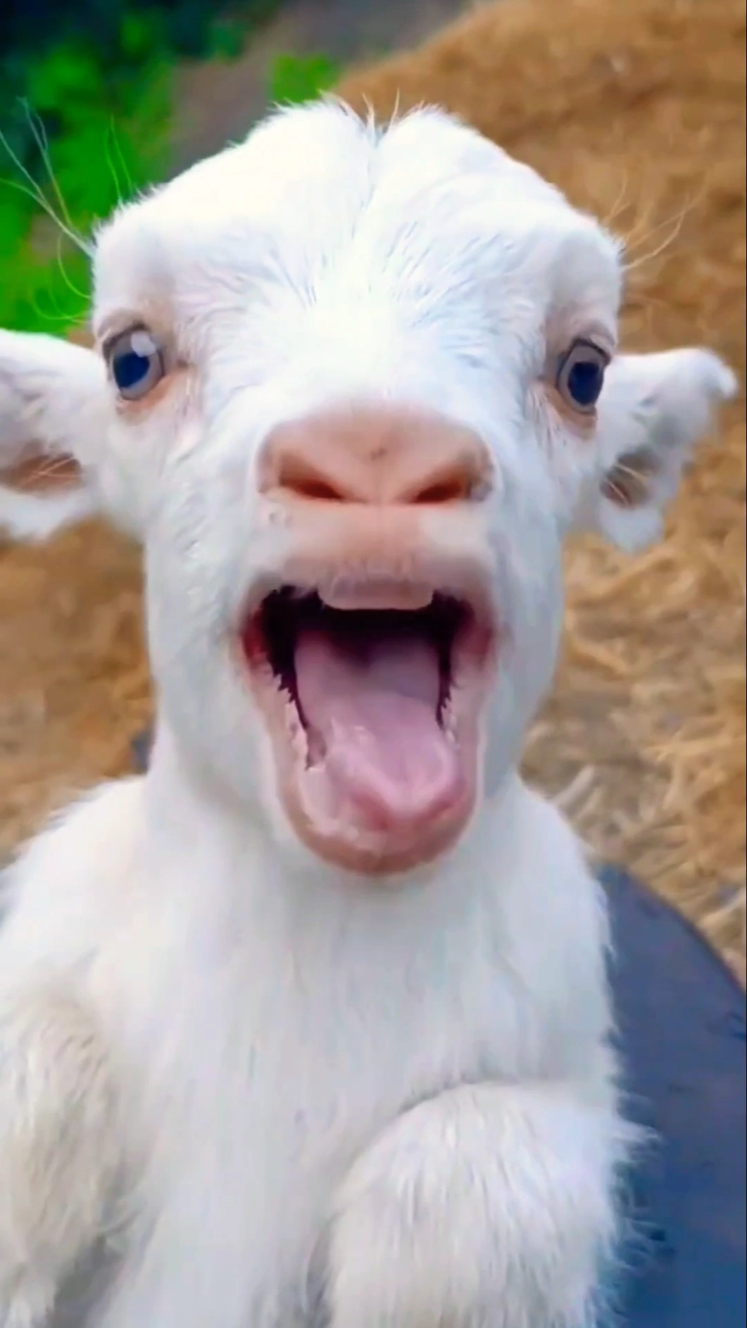 Mamaa yey Mamaa ???#viralvideo #shortvideo #shots