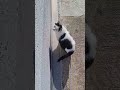 Кетти ищет ящериц🦎😅🥀😸🌸😻🥰🇨🇭Gettnau Luzern Switzerland