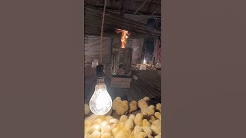 I am heater tonight used do🔥 #chicken #status #farm #poultry
