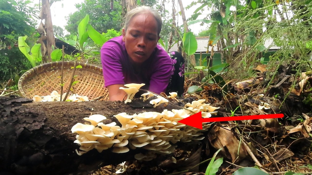 BENER-BENER REJEKI PAGI-PAGI DAPET BAHAN MASAKAN ENAK