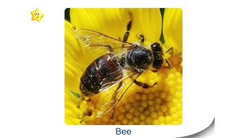 Bé Học Tiếng Anh | Gọi Tên Con Vật | Animal Flashcards