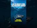 These Sea Creatures Live For Hundreds Of Years — Number One Is Biologically Immortal