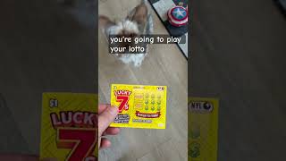 Play lottery #trendingvideo #trending #trend #video #dogshorts #shorts #fypシ #shortvideo #ai #virals