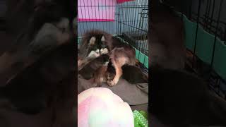 élevage micro PomskyLamy #pomskydog