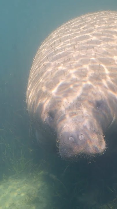 Manatees - Fast Facts - YouTube